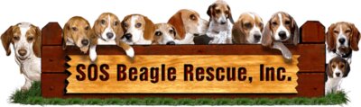 SOS Beagle Resuce